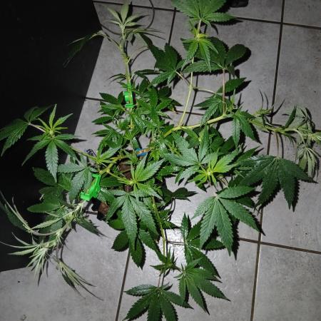 Space monkey x Goji og