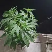 Space monkey x Goji og