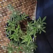 Northern lights 5 x Haze x Kali Mist