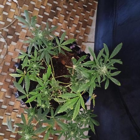 Northern lights 5 x Haze x Kali Mist