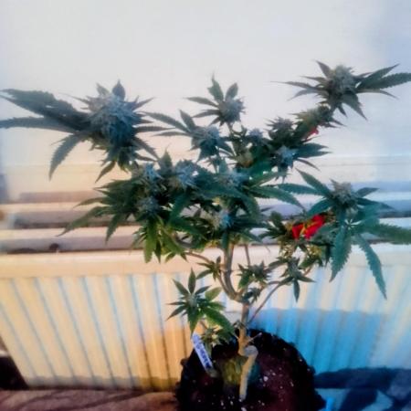 Dutch Passion Growing Competition 2025