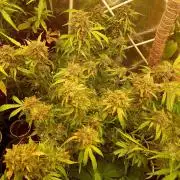 Auto Black Opium