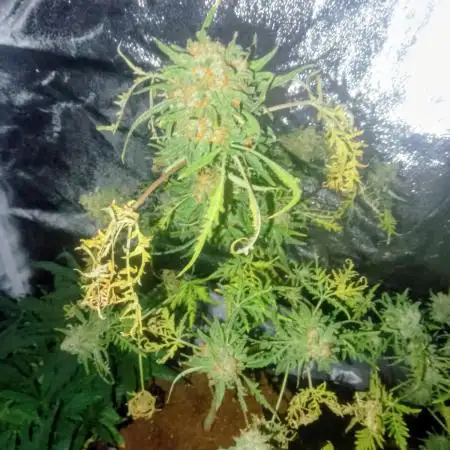 Freak of Dank