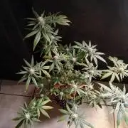 Space monkey x Goji og