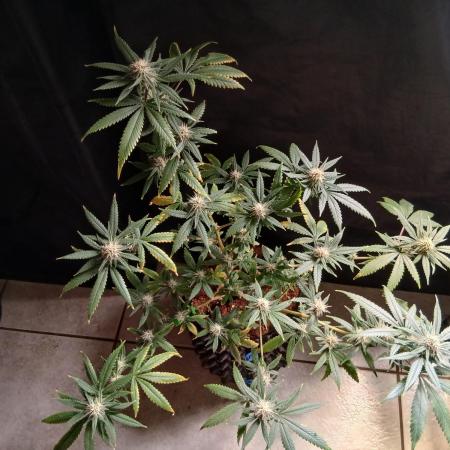 Space monkey x Goji og