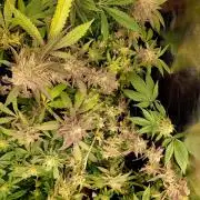 Dark Passenger x White Truffle bx