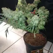 Black Opium