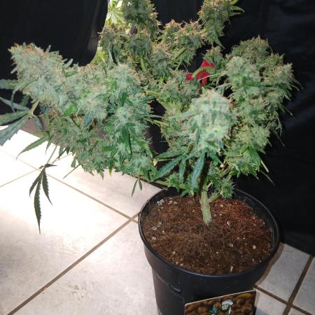 Black Opium