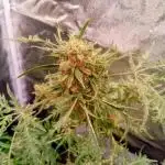 Freak of Dank