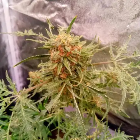 Freak of Dank