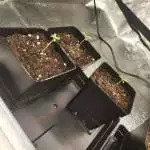 Auto 1st grow