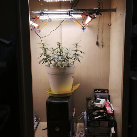 Closet grown Gelato