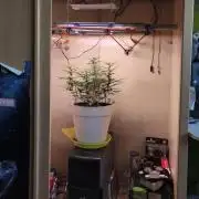 Closet grown Gelato