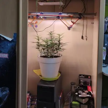 Closet grown Gelato