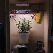 Closet grown Gelato