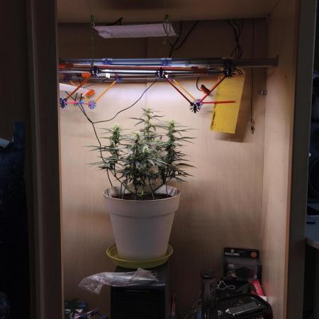 Closet grown Gelato