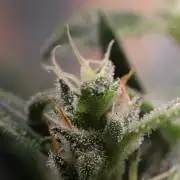 Closet grown Gelato