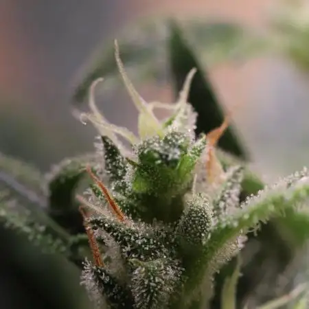 Closet grown Gelato