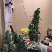 Closet grown Gelato