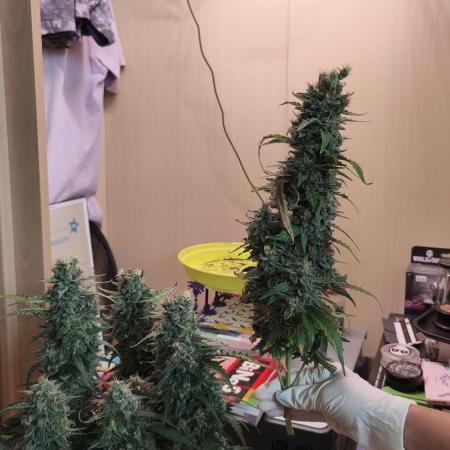 Closet grown Gelato