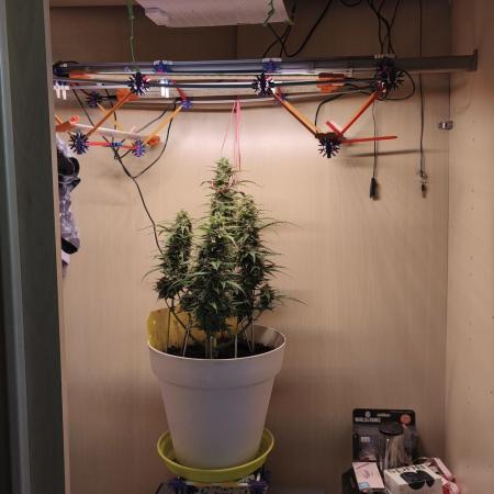 Closet grown Gelato