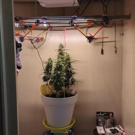 Closet grown Gelato