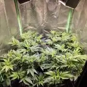 •LEMONITE • CLONES•