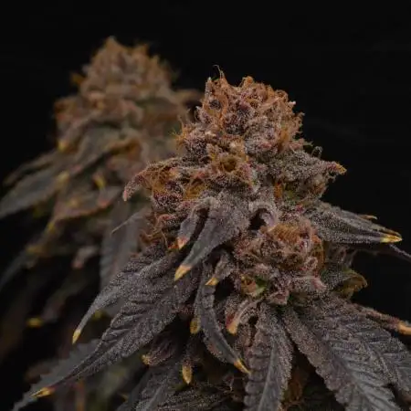 Blueberry Muffin / Grow #7 / Organic