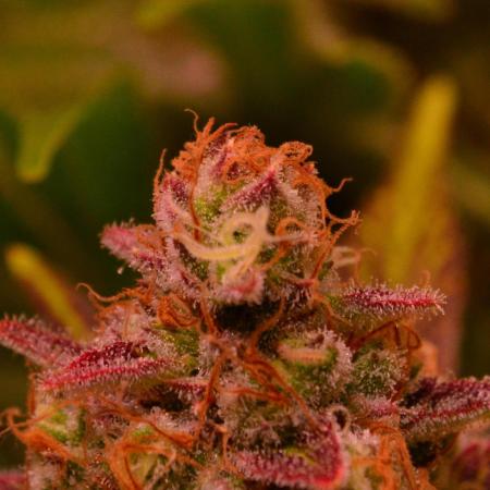 •LEMONITE • CLONES•