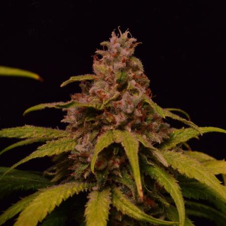 •Strawberry Guava BX•