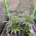 •LEMONITE • CLONES•