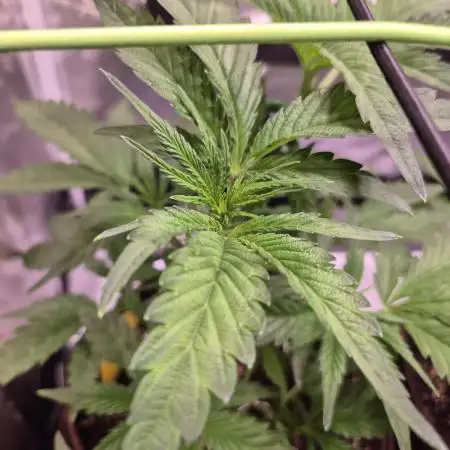 •OceanTruffle • Clones•