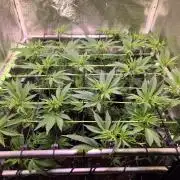 •LEMONITE • CLONES•