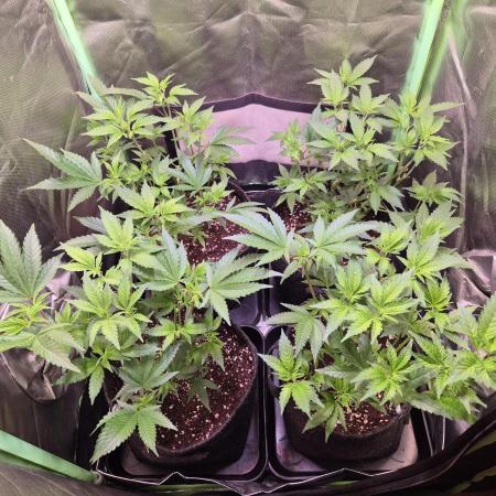 •LEMONITE • CLONES•