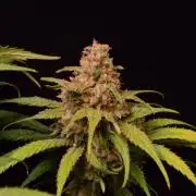 •Strawberry Guava BX•