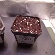 • Ocean Truffle •