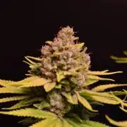 • Fruity Pebbles •