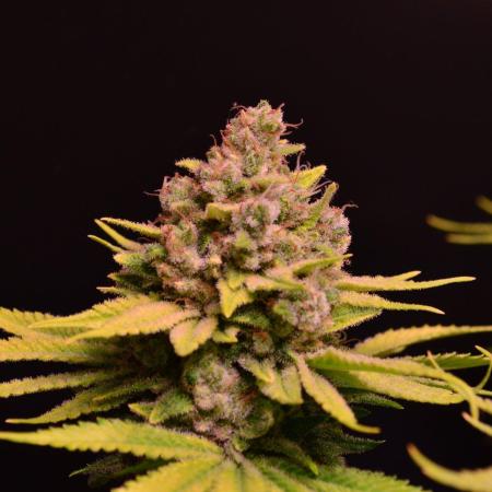• Fruity Pebbles •