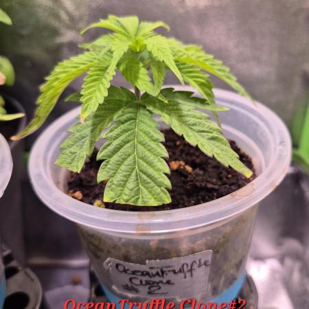 •OceanTruffle • Clones•