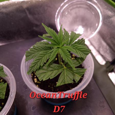 •OceanTruffle • Clones•