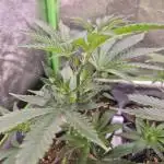 •LEMONITE • CLONES•