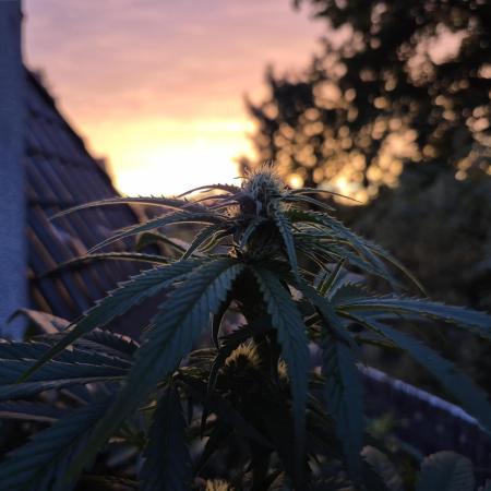 Outdoor moves Indoor Experiment/Breeding