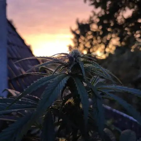 Outdoor moves Indoor Experiment/Breeding
