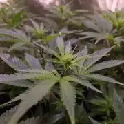 •LEMONITE • CLONES•