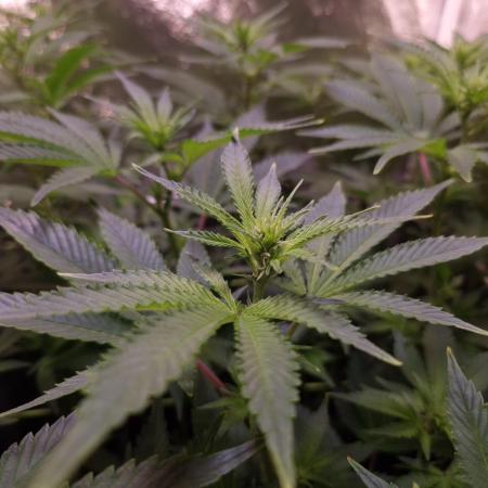 •LEMONITE • CLONES•