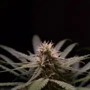•Strawberry Guava BX•