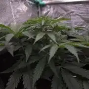 • Ocean Truffle •