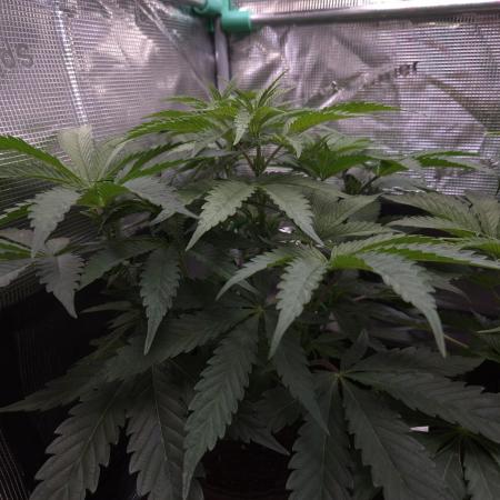 • Ocean Truffle •