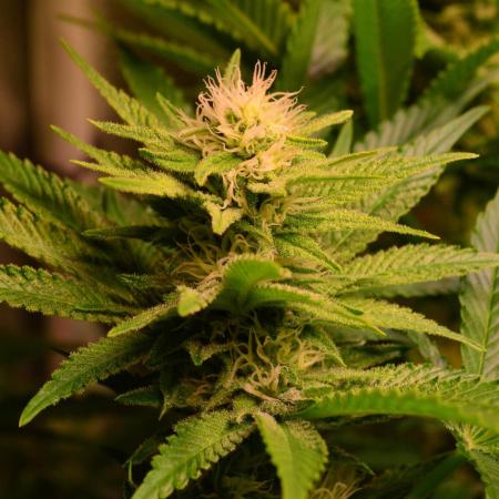 •WC×BBC • Lemonite•