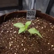 • Ocean Truffle •